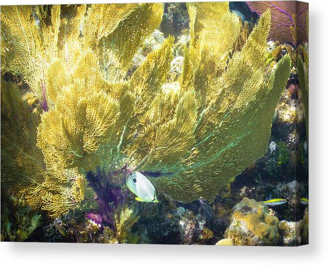 Ocean Canvas Print featuring the photograph Undercover by Lynne Browne