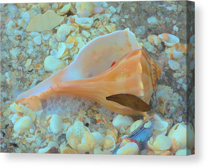 Conch Shell Canvas Print featuring the photograph Underwater by Alison Belsan Horton