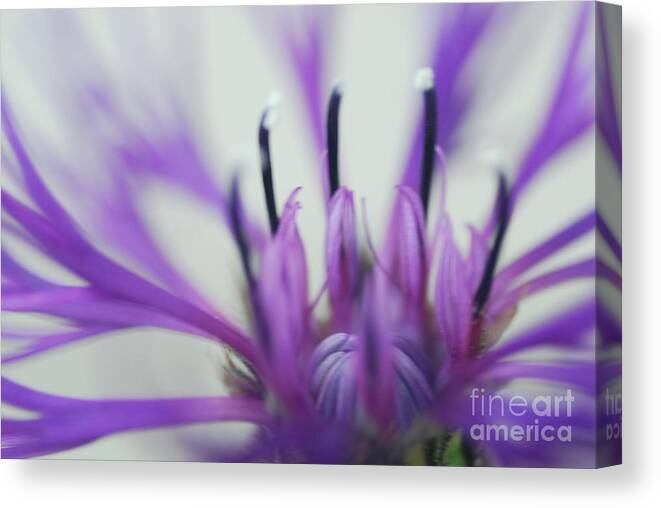 Flower Canvas Print featuring the photograph Untitled by Stephanie Gambini