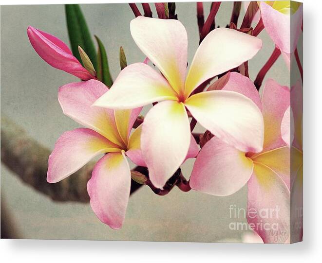 Plumeria Canvas Print featuring the photograph Vintage Plumeria by Hilda Wagner