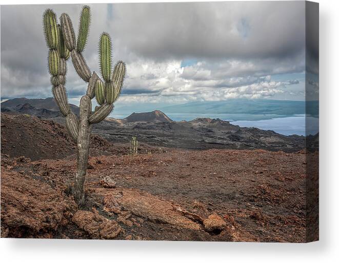 Cactus Canvas Print featuring the photograph volcan Chico by Henri Leduc