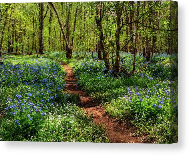 Bluebell Canvas Print featuring the photograph Walk With Me Among the Bluebells by C Renee Martin