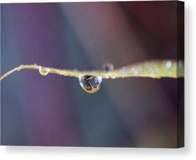Leaf Canvas Print featuring the photograph Water Drop on a Leaf by Amelia Pearn