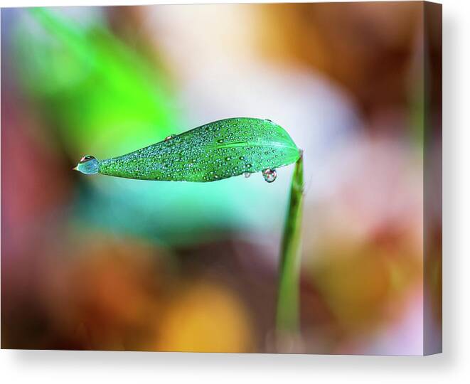 Water Drops Canvas Print featuring the photograph Water Drops on Leaf by Amelia Pearn