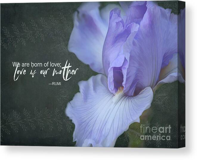 Iris Canvas Print featuring the digital art We are born of love by Amy Dundon