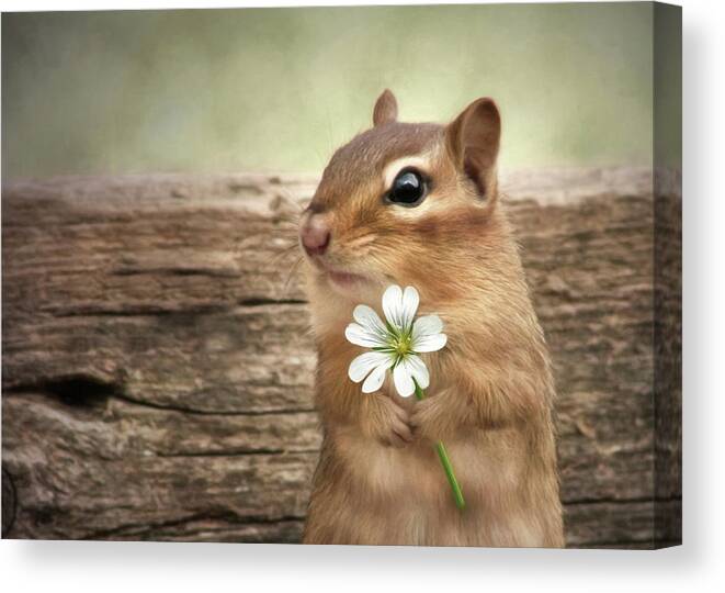 Chipmunk Canvas Print featuring the mixed media Welcome Spring by Lori Deiter