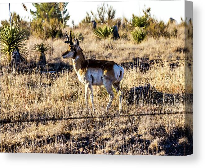 Pronghorn Canvas Print featuring the photograph West Texas Pronghorn 001085 by Renny Spencer