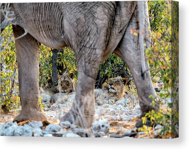 Africa Canvas Print featuring the photograph Wha cha lookin' at ? by Stefan Knauer