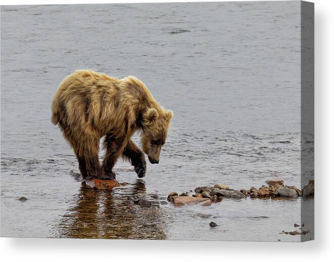 Alaska Canvas Print featuring the photograph What Do You See by Cheryl Strahl