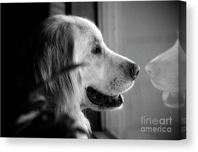 Dog Canvas Print featuring the photograph What Dogs Teach Us by Frank J Casella