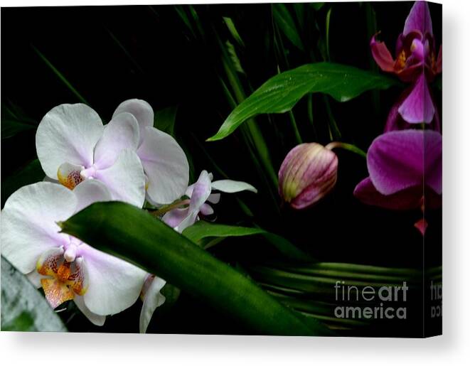 White Orchid Blooms Photo Canvas Print featuring the photograph White and Pink Orchid Blooms Against the Night by Expressions By Stephanie