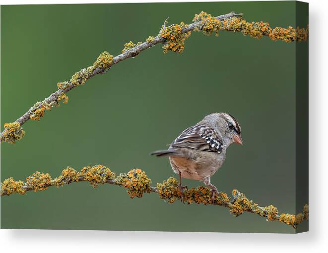 White-crowned Sparrow Canvas Print featuring the photograph White-crowned uparrow by Puttaswamy Ravishankar