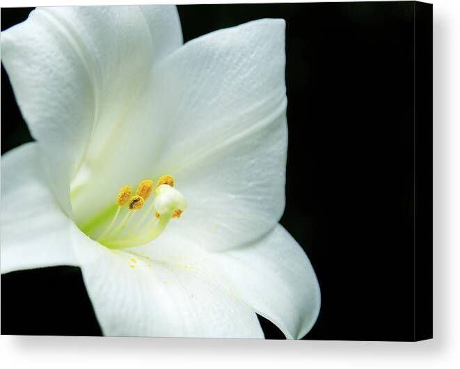 Abstract Canvas Print featuring the photograph White lily flower, yellow pollen, dark background by Jean-Luc Farges