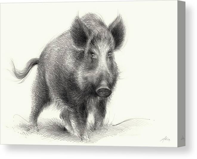 Wilderness Canvas Print featuring the drawing Wild boar by Adriana Mueller