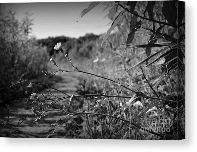 Black And White Canvas Print featuring the photograph Wild Flowers in the Wetlands by Frank J Casella