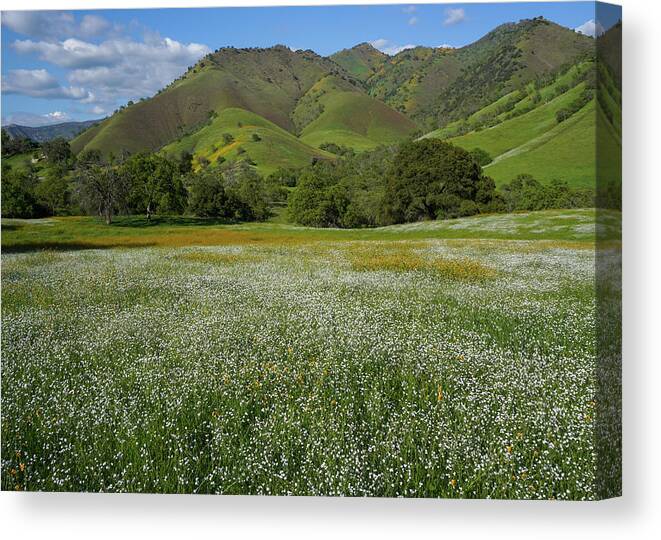 Wildflowers Canvas Print featuring the photograph Rusty Popcorn And Fiddleneck Dry Creek Canyon by Brett Harvey