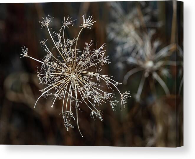 Daucus Carota Canvas Print featuring the photograph Winter Flora by Amelia Pearn