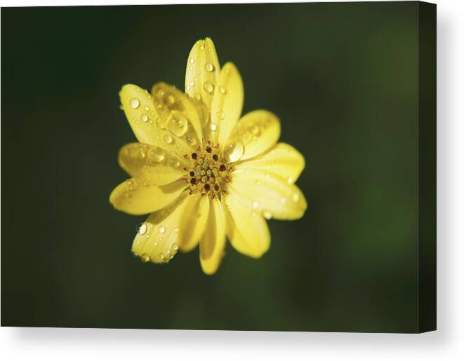 Flowers Canvas Print featuring the photograph Wishing You a Sunshiny Day by Laurie Search