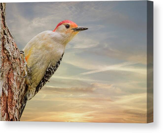 Red-bellied Woodpecker Canvas Print featuring the photograph Woody In The Sky by Bill and Linda Tiepelman