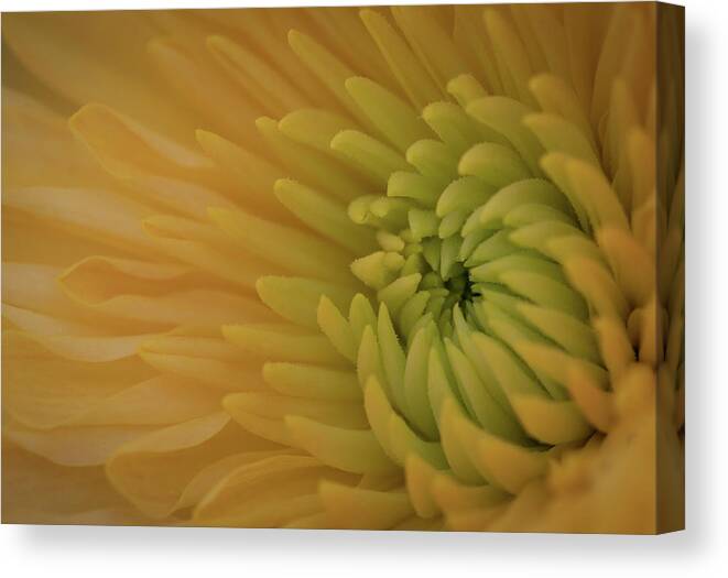 Chrysanthemum Canvas Print featuring the photograph Yellow Chrysanthemum by Kevin Schwalbe