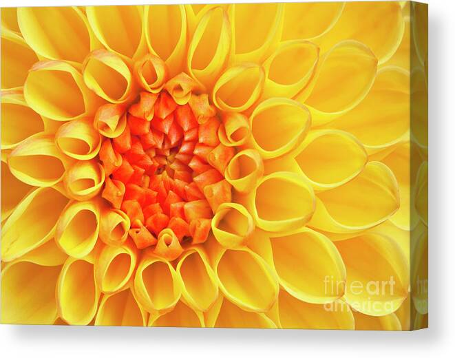 Yellow Flower Canvas Print featuring the photograph Yellow Dahlia flower head by Neale And Judith Clark