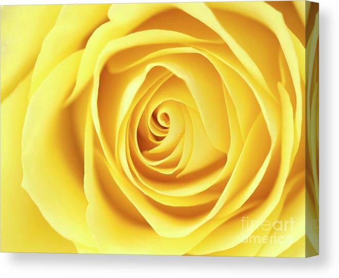 Beauty Canvas Print featuring the photograph Yellow rose by Jane Rix