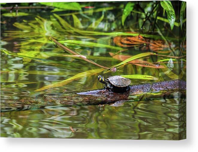 Amazon Canvas Print featuring the photograph Yellow-spotted Amazon River Turtle by Henri Leduc