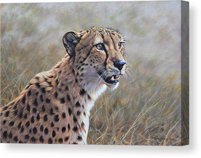 Cheetah Canvas Print featuring the painting Young Male Cheetah by Alan M Hunt