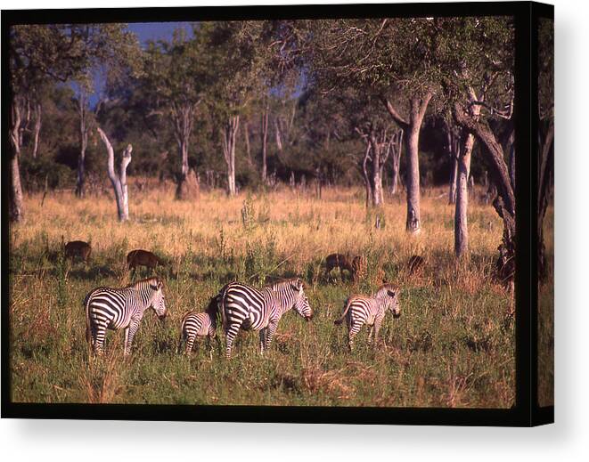 Africa Canvas Print featuring the photograph Zebra Family Landscape by Russ Considine