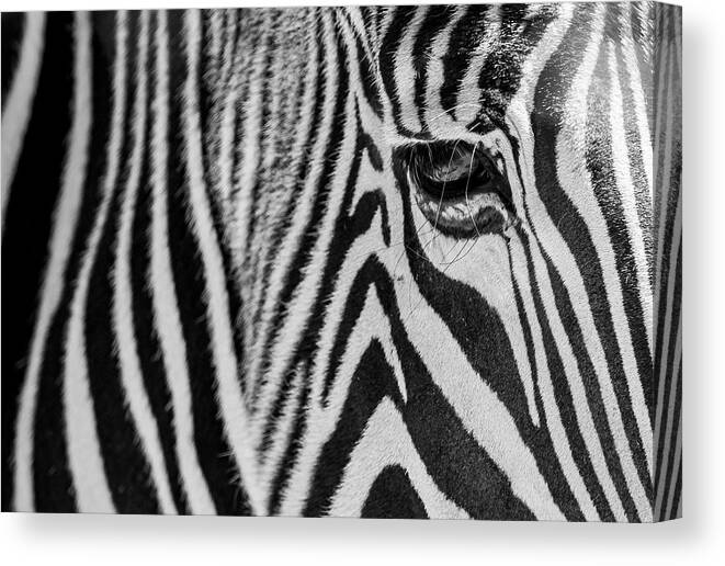 Zebra Canvas Print featuring the photograph Zebra's Eye by Holly Ross