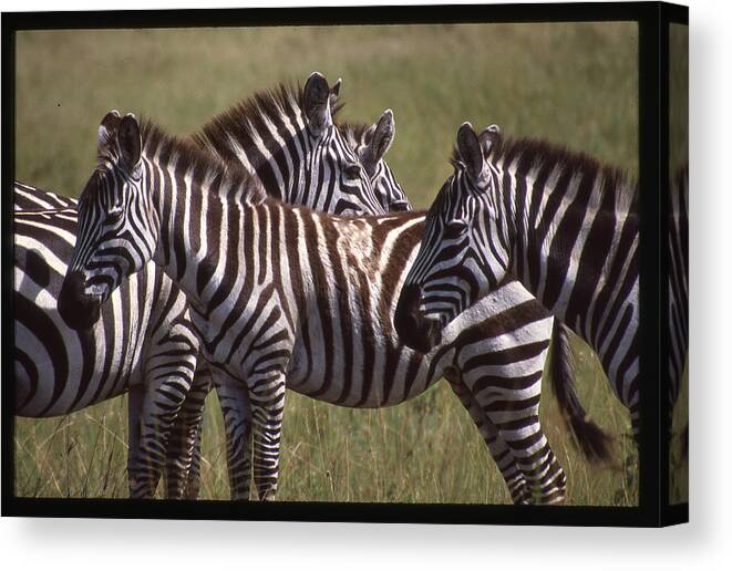 Africa Canvas Print featuring the photograph Zebras Look Alike by Russel Considine
