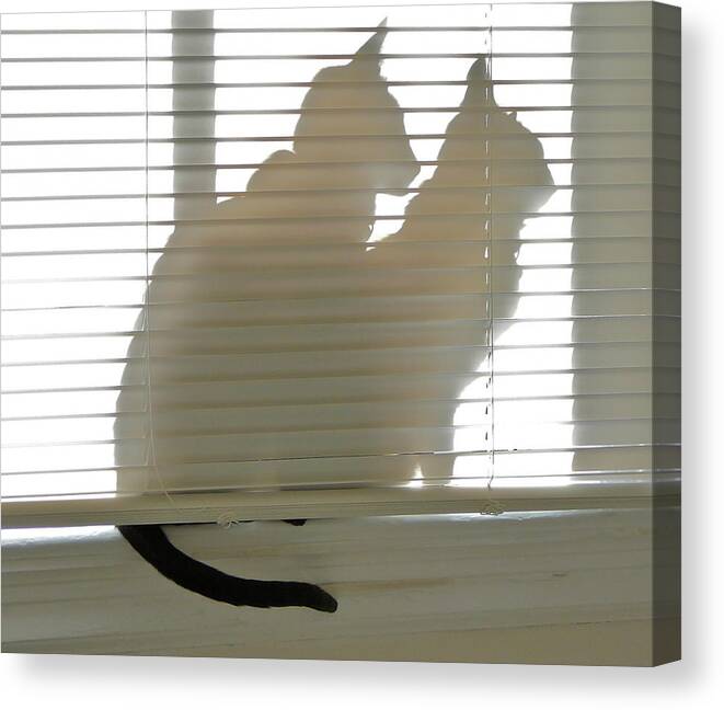 Siamese Cats Canvas Print featuring the photograph Not quite hidden by K L Kingston