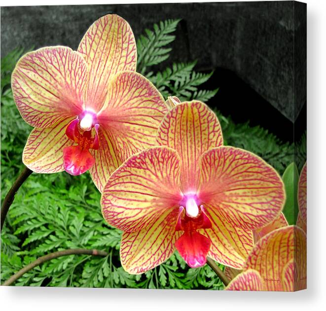 Duane Mccullough Canvas Print featuring the photograph Orchid Pair by Duane McCullough
