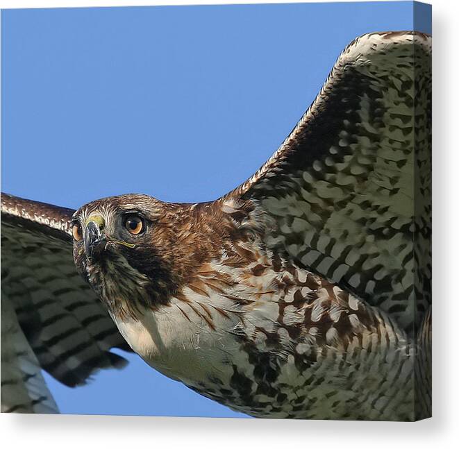 Red Tailed Hawk Closeup - Marcus Armani Canvas Print featuring the photograph Red Tailed Hawk Closeup by Marcus Armani