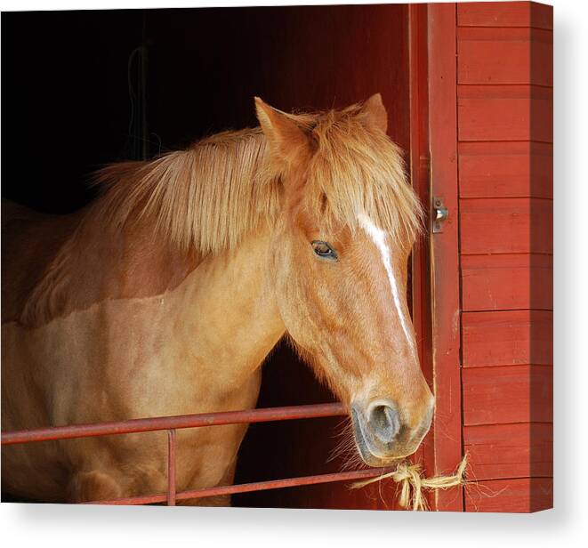Stabled - Art Mccaffrey Canvas Print featuring the photograph Stabled by Art Mccaffrey