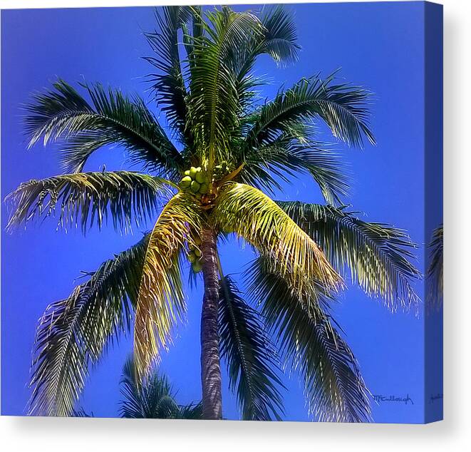 Duane Mccullough Canvas Print featuring the photograph Tropical Palm Trees 8 by Duane McCullough