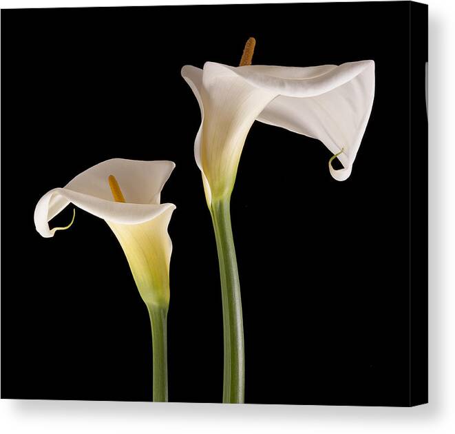 Flowers Canvas Print featuring the photograph Two Lilies by Windy Osborn