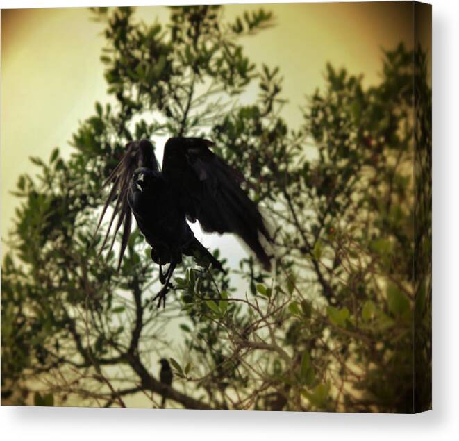 Crow Canvas Print featuring the photograph The Call by Stoney Lawrentz
