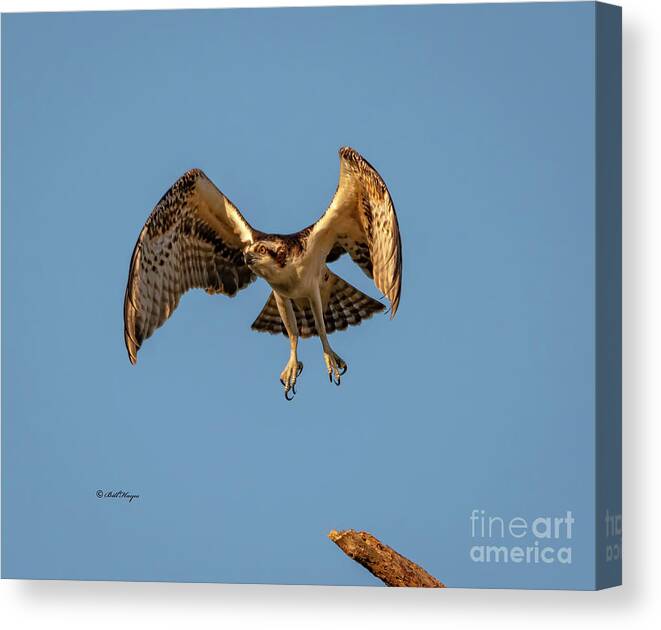 Osprey Canvas Print featuring the photograph Time To Fly by DB Hayes