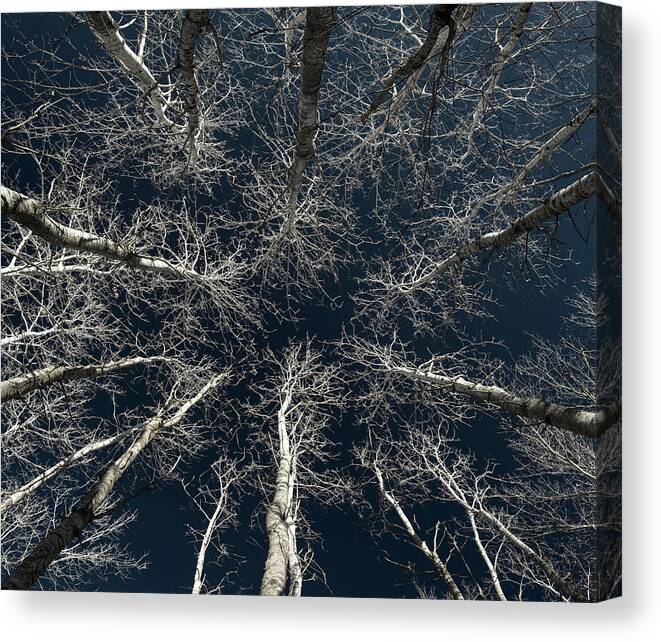 Aspen Canvas Print featuring the photograph Bare Aspen Beauty - Side-lit aspen trees by Peter Herman