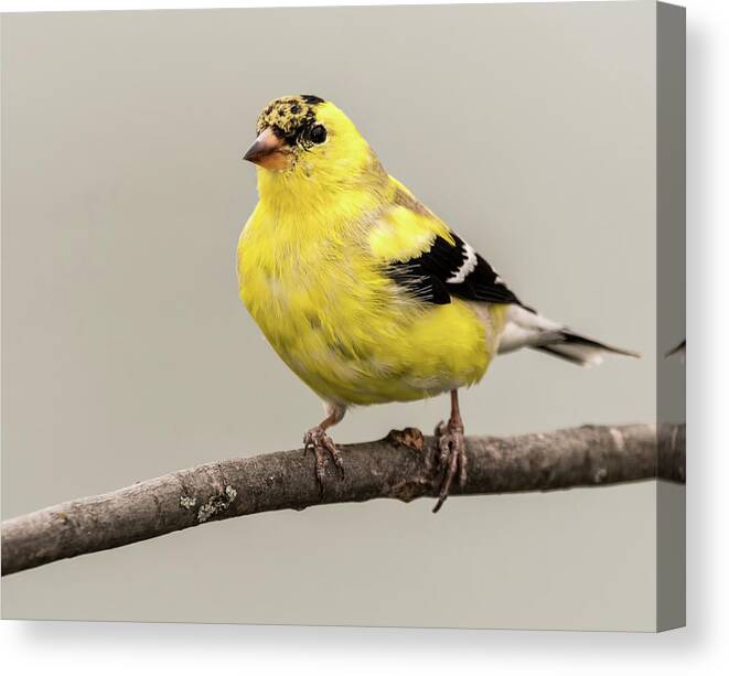 Goldfinch Canvas Print featuring the photograph Goldfinch by Jeffrey PERKINS