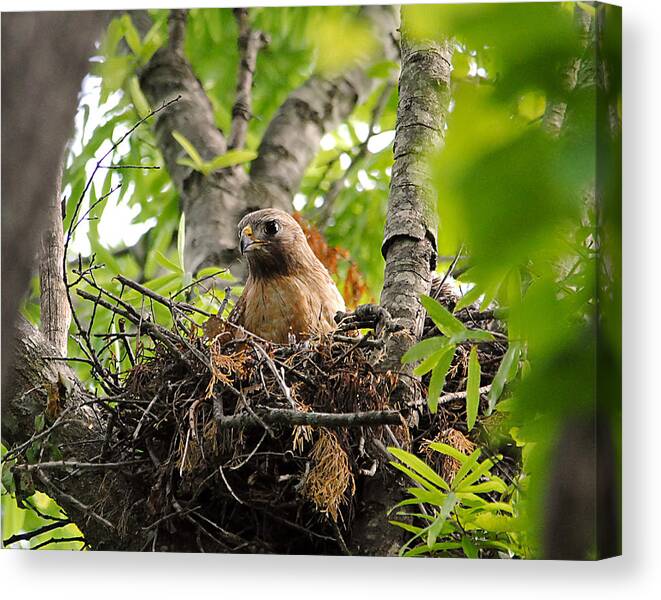 Red Shouldered Hawk Canvas Print featuring the photograph Adult Red Shouldered Hawk #2 by Jai Johnson