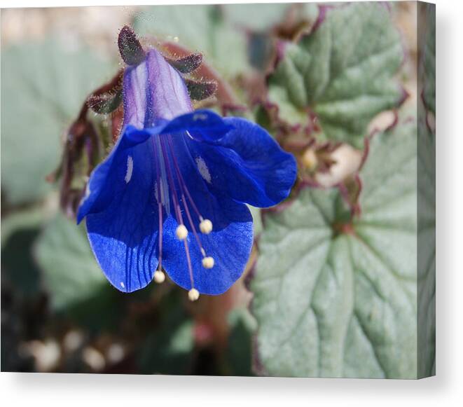 Flower Canvas Print featuring the photograph Blue Bell #2 by Sandra Selle Rodriguez
