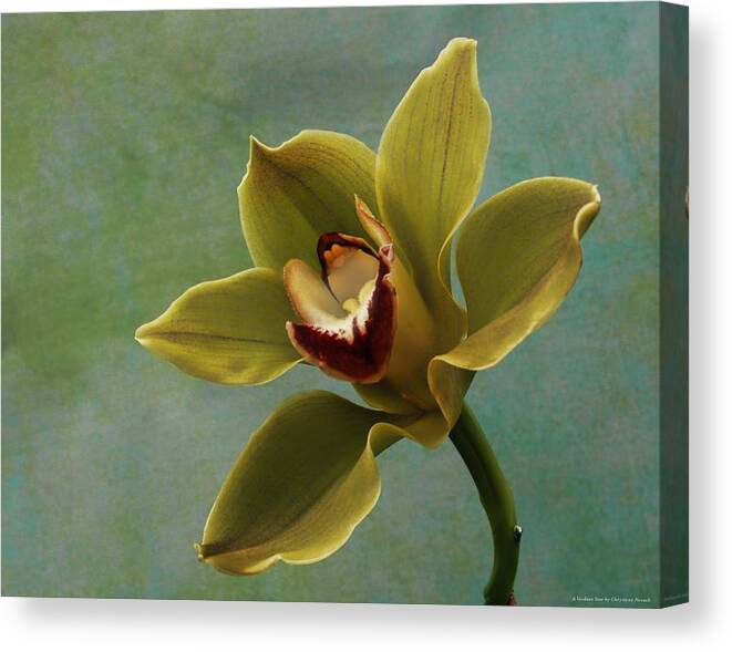 Orchid Canvas Print featuring the photograph A Verdant Star by Chrystyne Novack