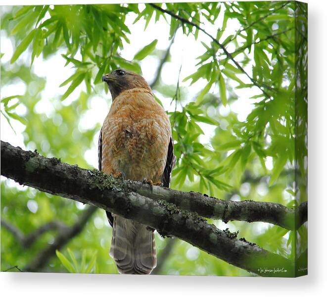 Red Shouldered Hawk Canvas Print featuring the photograph Adult Red Shouldered Hawk by Jai Johnson