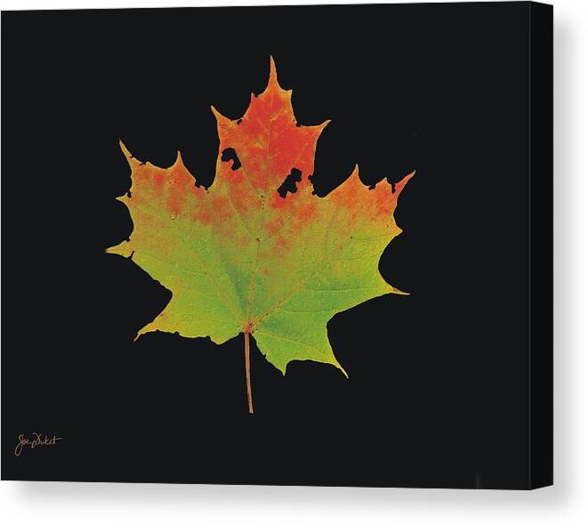 Autumn Canvas Print featuring the photograph Autumn Maple Leaf 1 by Joe Duket