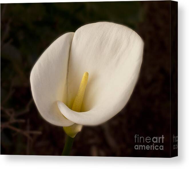 Lilly Canvas Print featuring the photograph Calla Lilly 1 by David Doucot