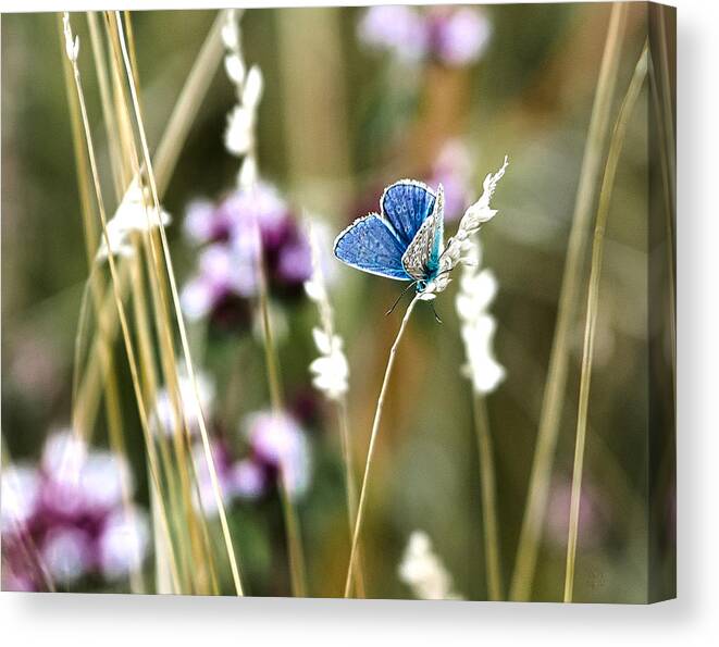 Polyommatus Icarus Canvas Print featuring the photograph Common Blue by Steven Poulton