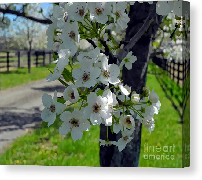 Landscape Canvas Print featuring the photograph Flowering pear by Sami Martin