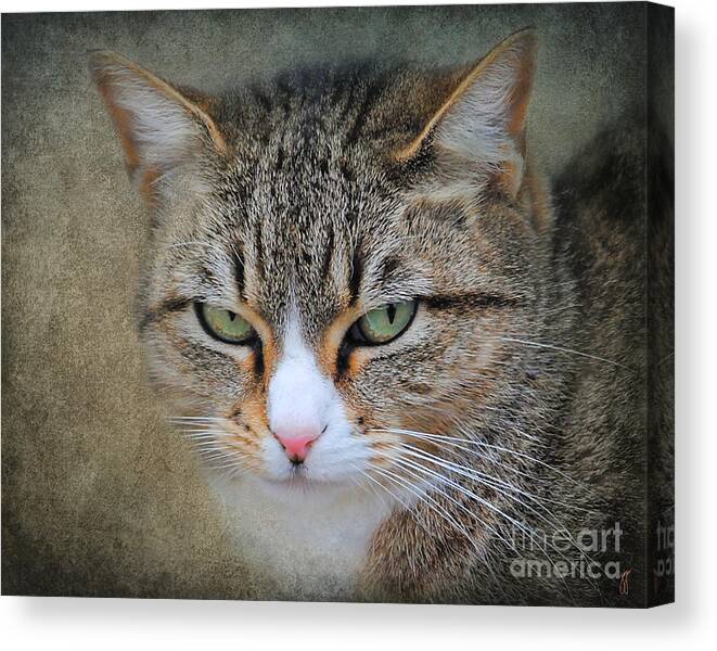 Bigly Canvas Print featuring the photograph Gray Tabby Cat by Jai Johnson